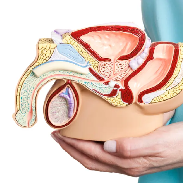 Categorias imagenes PERFIL TESTICULAR